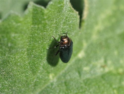 Réf. 220 181 : Trachys troglodytiformis